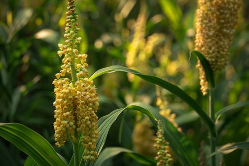 秋收農(nóng)作物東北高粱 攝影圖 下載至來(lái)源處